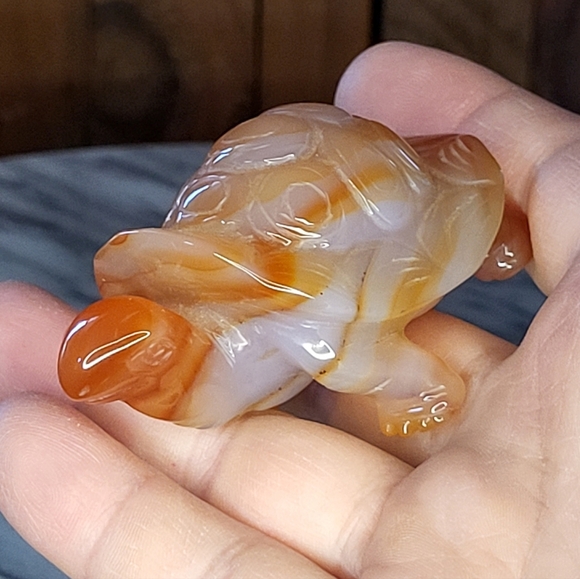 Xarnelian Land Tortoise - Picture 14 of 16